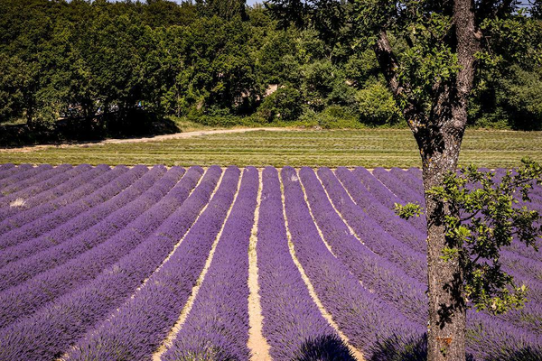 Mónaco – Manosque (Francia) — Etapa 2 | Vuelta a España 2026